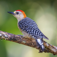 Red-crowned Woodpecker